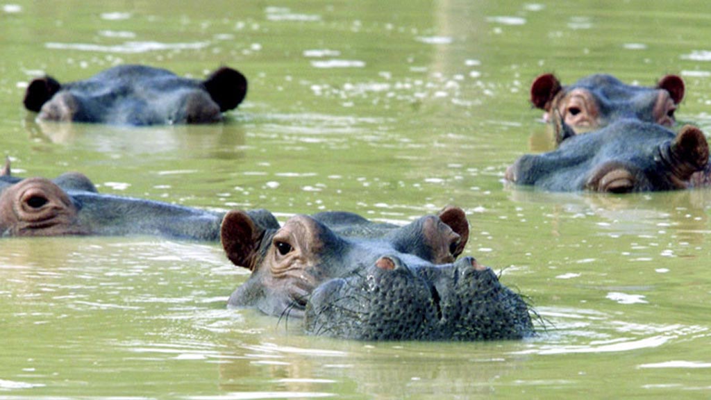 \"hippos\"